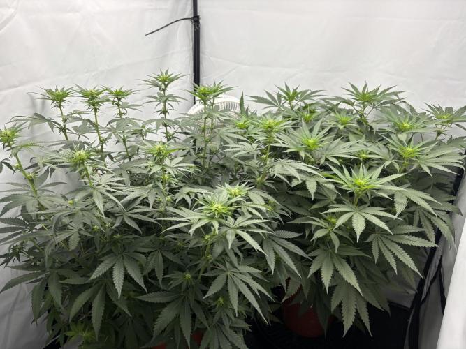 BBM - Tasty Terps. Week 8 - Day 15 flower (pre defol)
