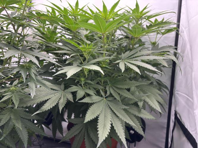 Cheese - The Exodus. Week 8 - Day 15 Flower (Pre Defol)