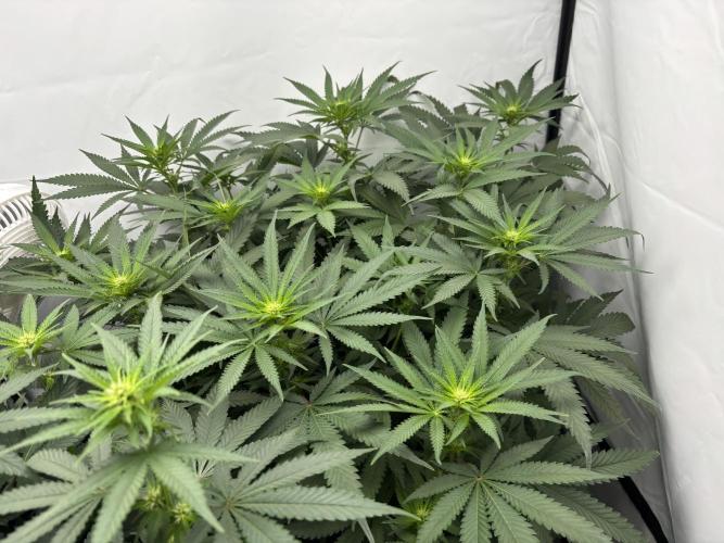 Cheese - The Exodus. Week 8 - Day 15 Flower (Pre Defol)
