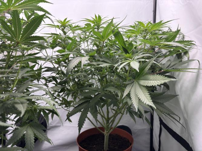Cheese - The Exodus. Week 8