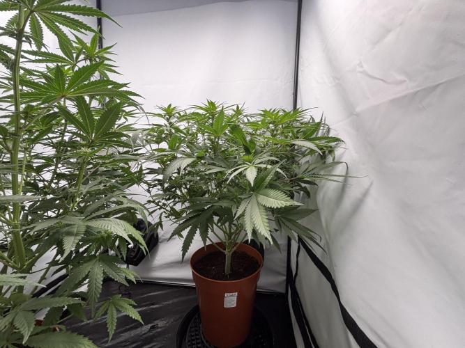 Cheese - The Exodus. Week 8