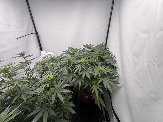 Cheese - The Exodus. Week 8