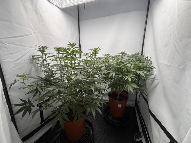 Cheese - The Exodus. Week 8