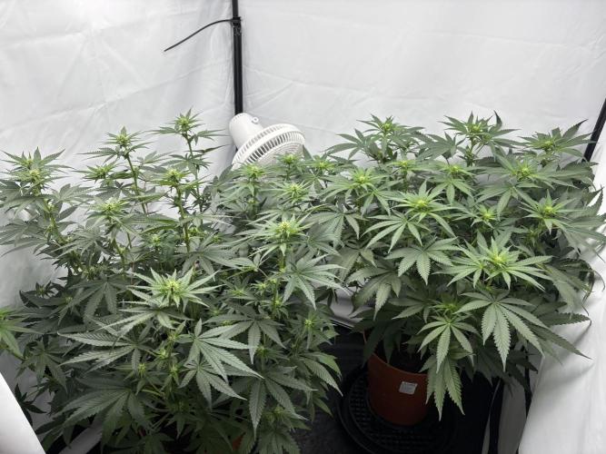 BBM - Tasty Terps. Week 8