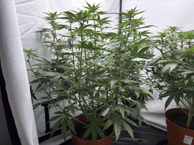 BBM - Tasty Terps. Week 8