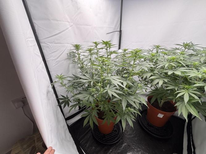 BBM - Tasty Terps. Week 8