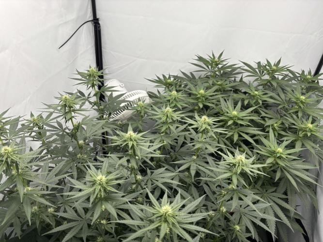 Cheese - The Exodus. Week 8 - Day 19