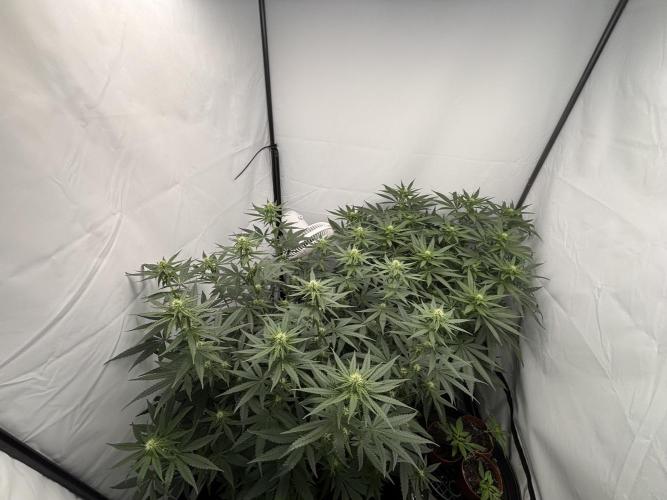 BBM - Tasty Terps. Week 8 - Day 19