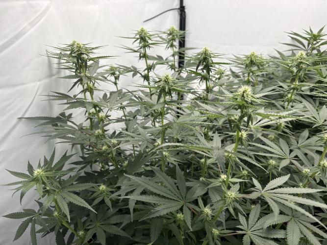 Blueberry Muffin. Week 8
