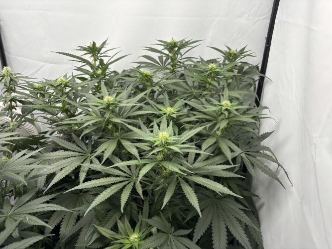 Cheese - The Exodus. Week 9
