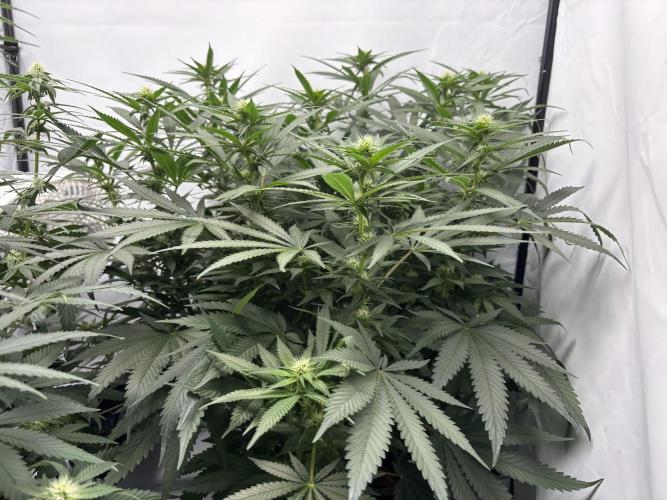 Cheese - The Exodus. Week 9