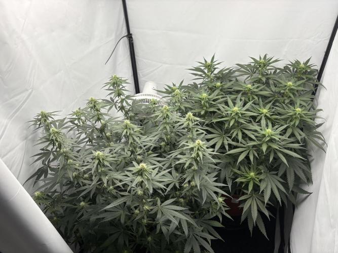 Cheese - The Exodus. Week 9