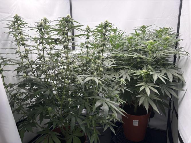 BBM - Tasty Terps. Week 9