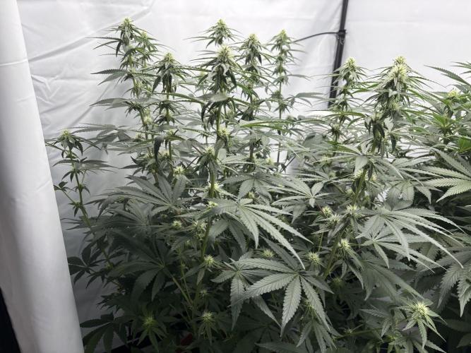 BBM - Tasty Terps. Week 9