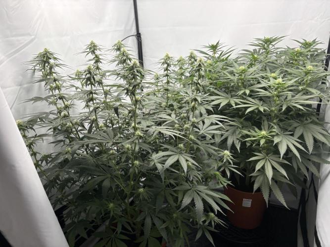 BBM - Tasty Terps. Week 9