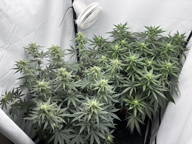 BBM - Tasty Terps. Week 9
