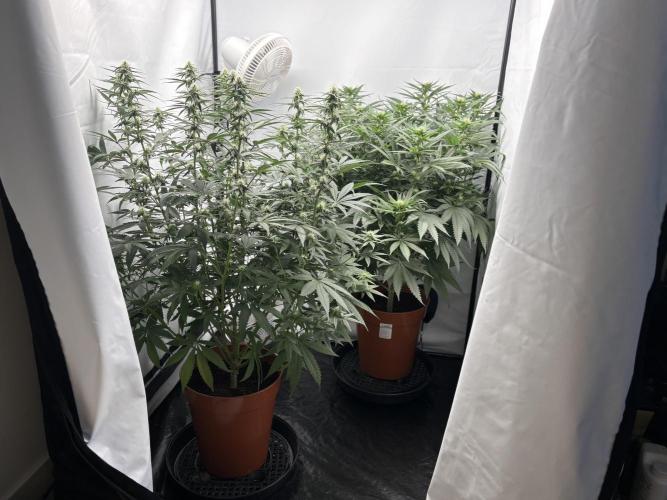 BBM - Tasty Terps. Week 9