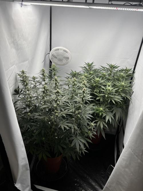 BBM - Tasty Terps. Week 9