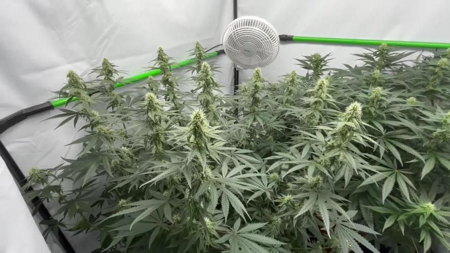 BBM - Tasty Terps