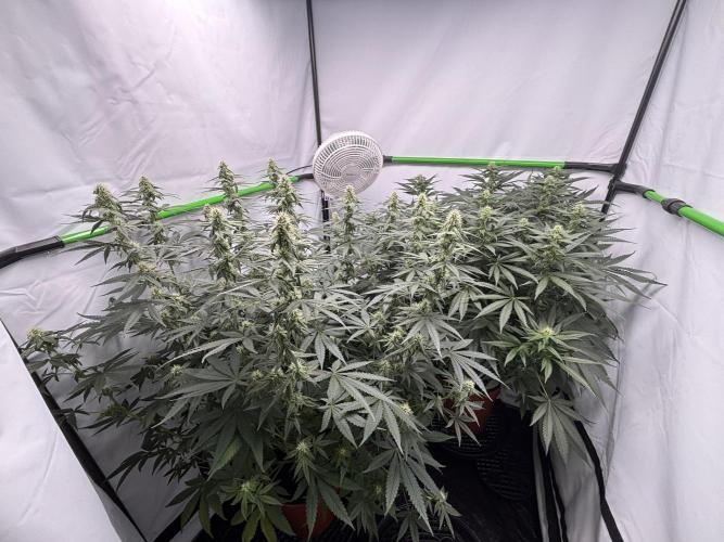 BBM - Tasty Terps. Week 10