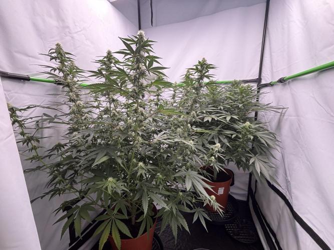 BBM - Tasty Terps. Week 10