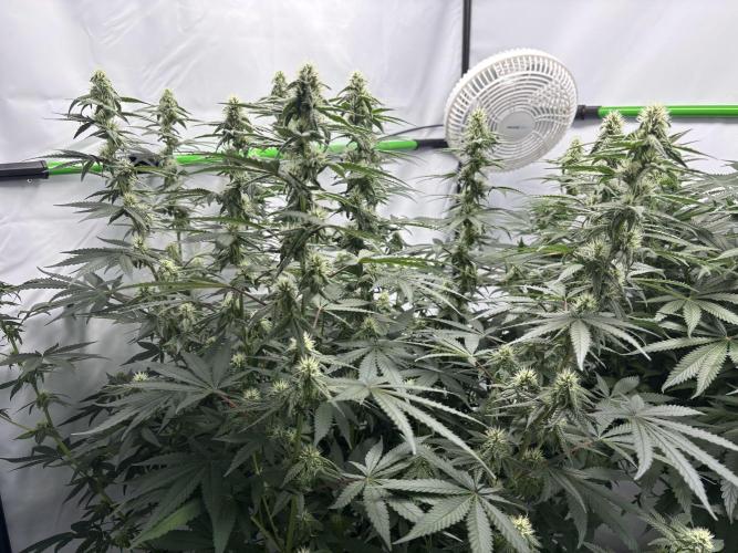BBM - Tasty Terps. Week 10