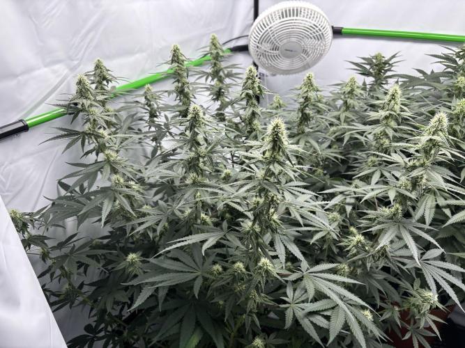 BBM - Tasty Terps. Week 10