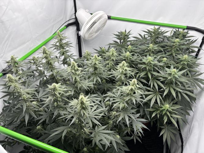 Cheese - The Exodus. Week 10