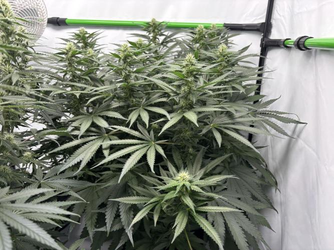 Cheese - The Exodus. Week 10