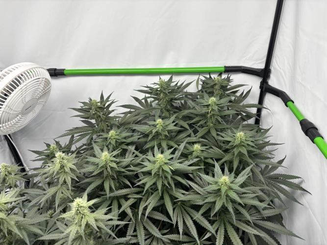 Cheese - The Exodus. Week 10