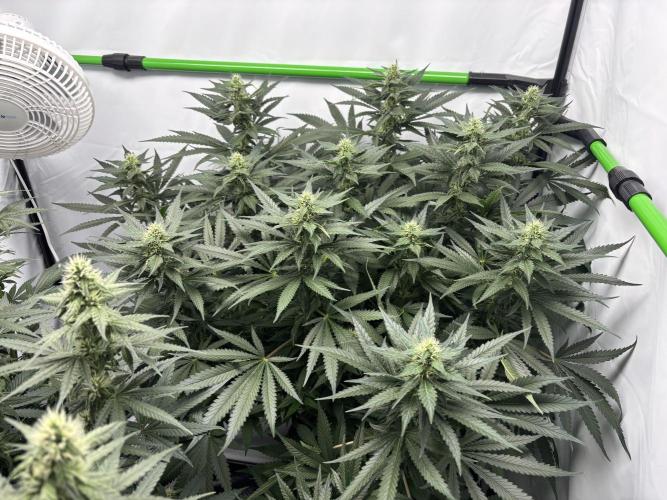 Cheese - The Exodus. Week 10