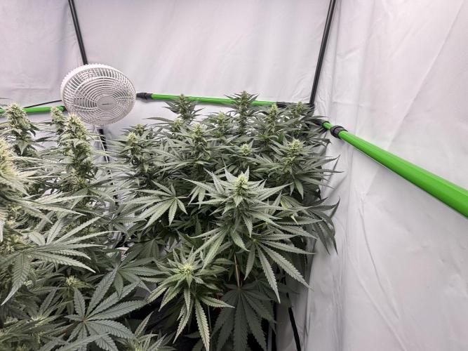 Cheese - The Exodus. Week 10