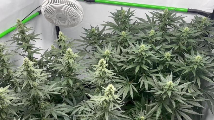 BBM - Tasty Terps
