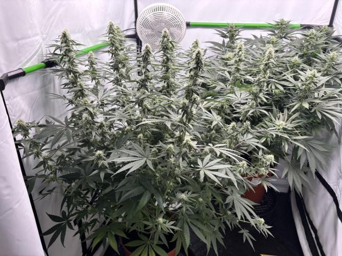 BBM - Tasty Terps. Week 10