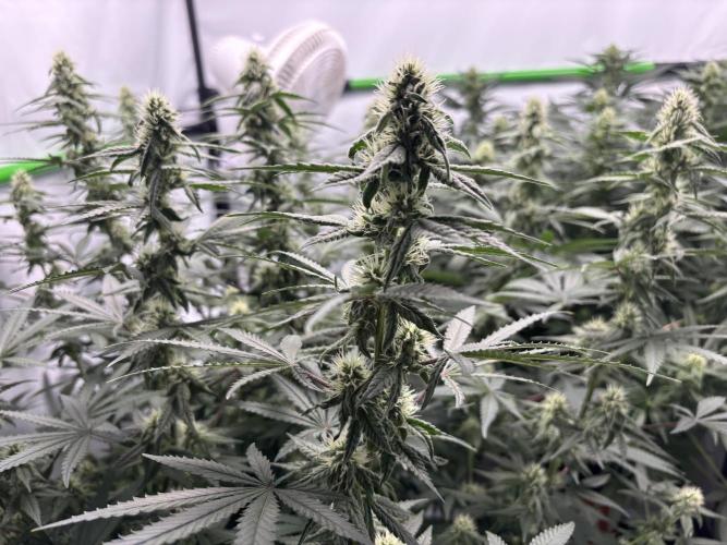 BBM - Tasty Terps. Week 10