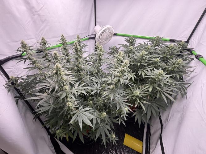 BBM - Tasty Terps. Week 10