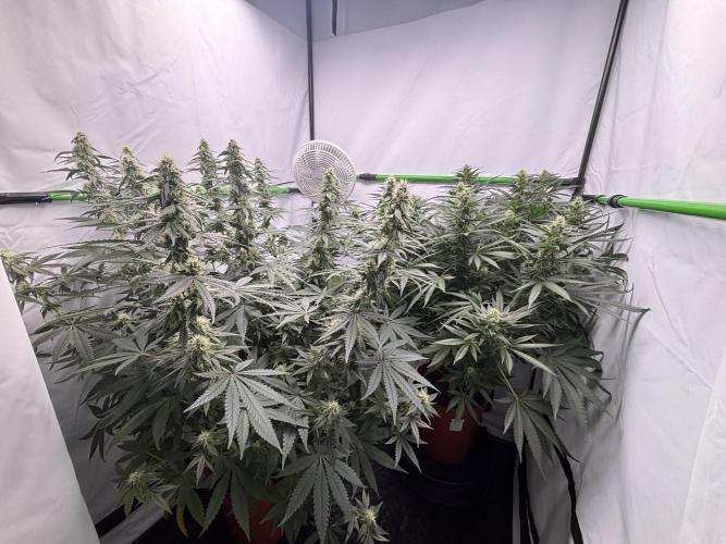 Cheese - The Exodus. Week 10