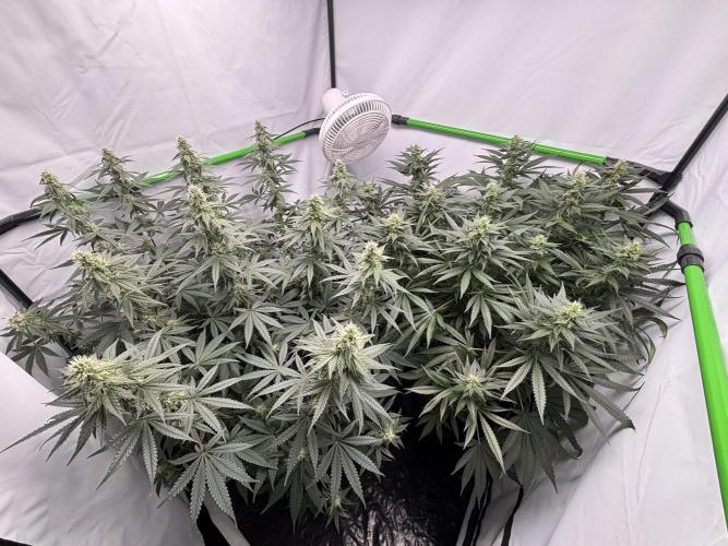 Cheese - The Exodus. Week 10