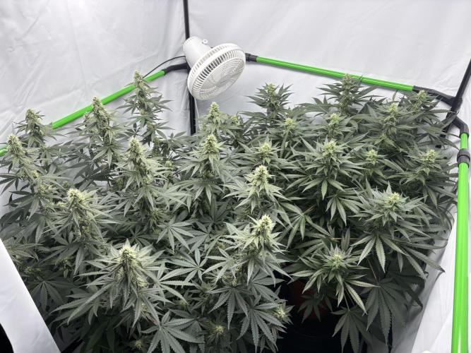 BBM - Tasty Terps. Week 10