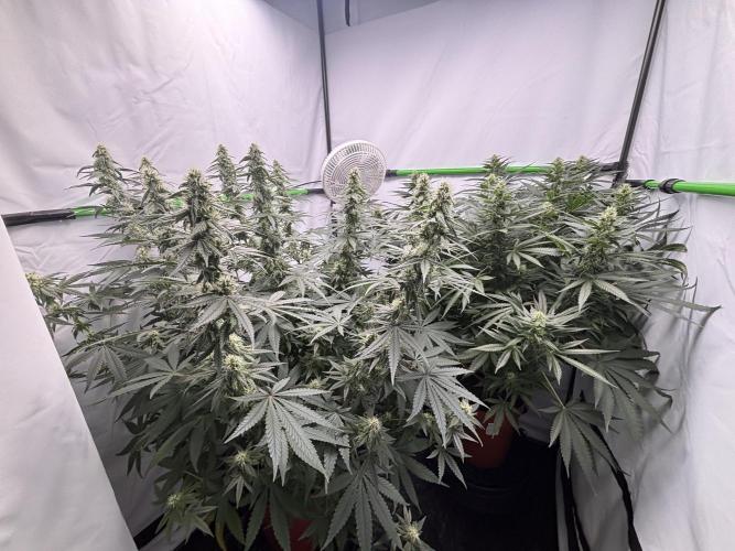 BBM - Tasty Terps. Week 10