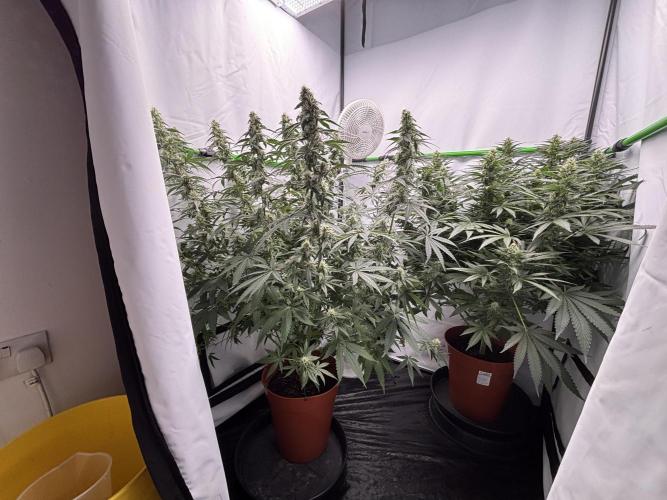 Cheese - The Exodus. Week 11