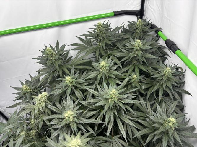 Cheese - The Exodus. Week 11