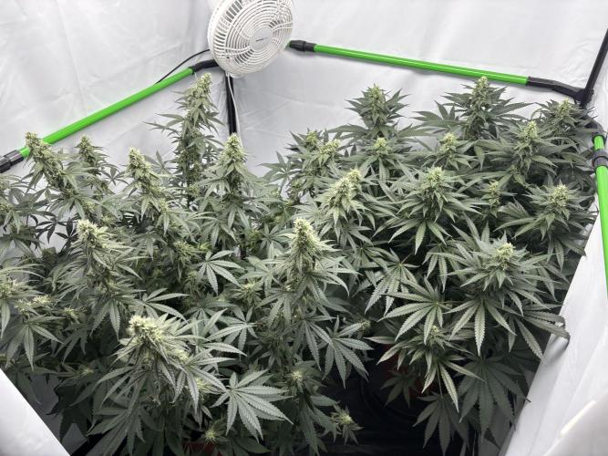 Cheese - The Exodus. Week 11