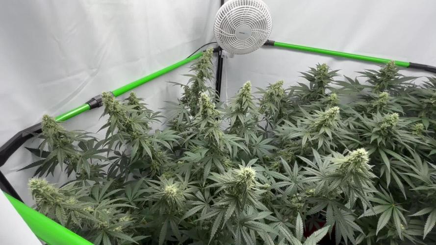 BBM - Tasty Terps