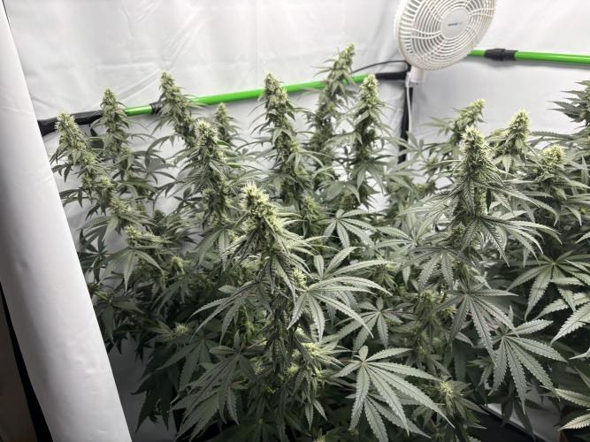 BBM - Tasty Terps. Week 11