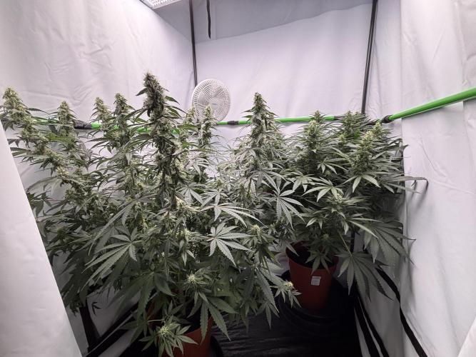 BBM - Tasty Terps. Week 11
