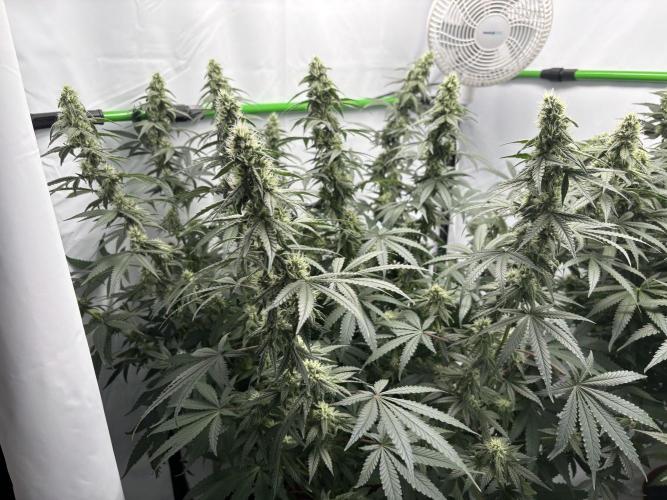 BBM - Tasty Terps. Week 11