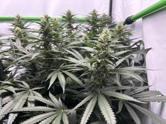 Cheese - The Exodus. Week 11