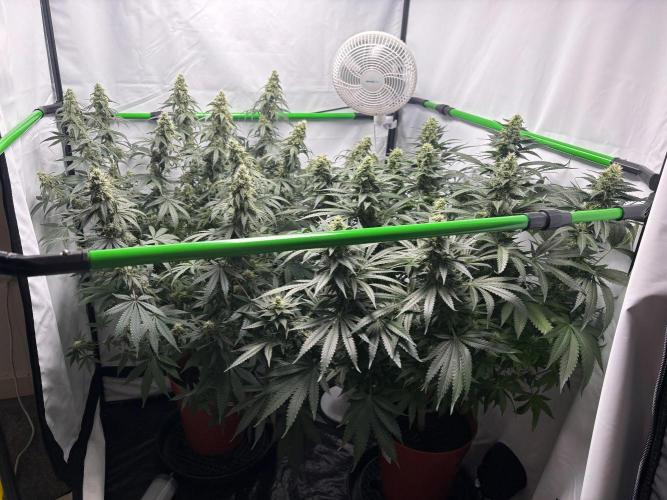 Cheese - The Exodus. Week 12