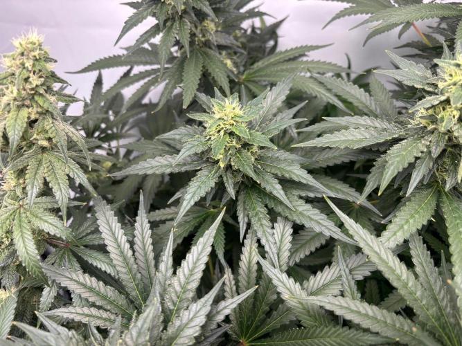 Cheese - The Exodus. Week 12